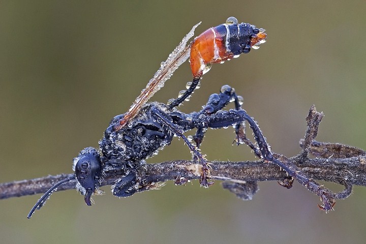 ancorata720.jpg