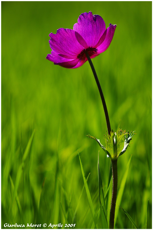 Anemone-Coronaria-A.jpg