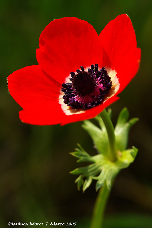 Anemone-coronaria.jpg