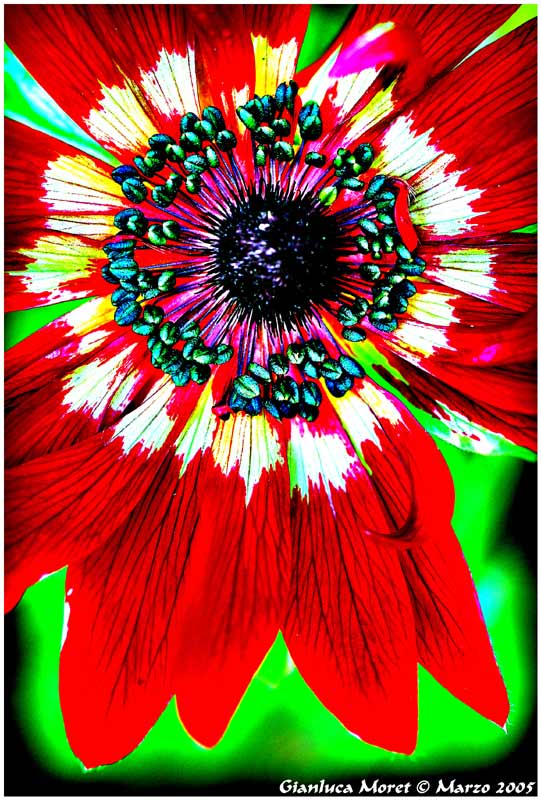 Anemone-Pavonina-6-maschera.jpg