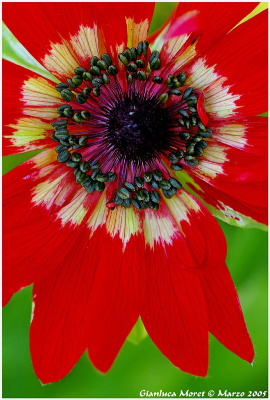 Anemone-pavonina-6.jpg