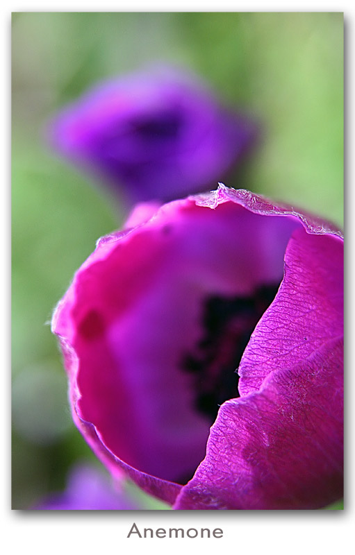 anemone.jpg