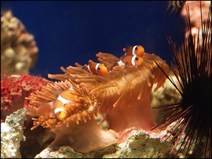 Anemone con pesci pagliaccio_ridim.jpg