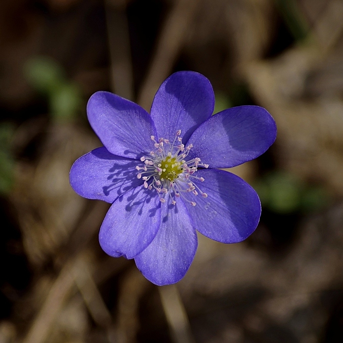 Anemoneresizemdccrop.jpg