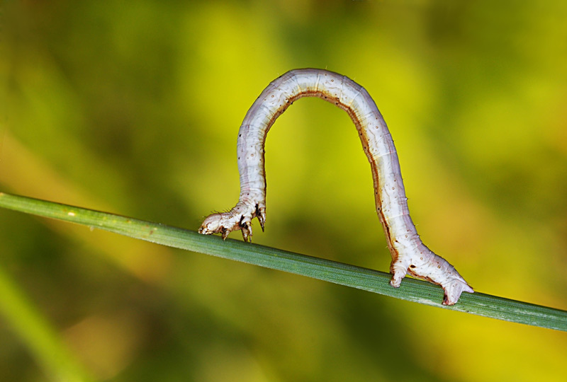 Angerona-prunaria-2.jpg