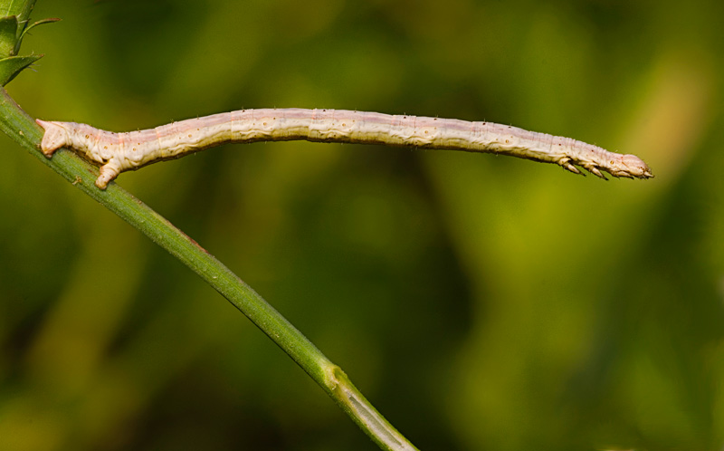 Angerona-prunaria-3.jpg