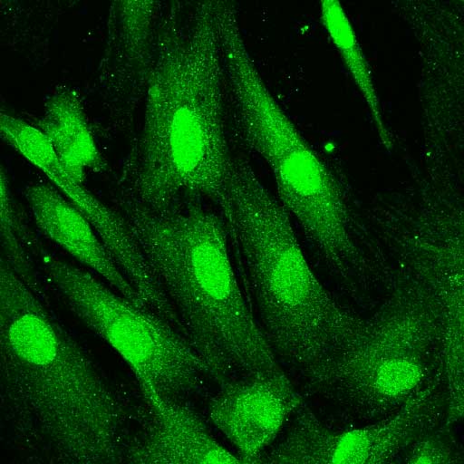 aniello-cycl-green-2.jpg