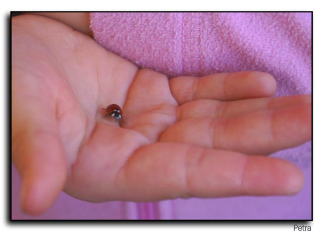 animali(coccinella06) (Small).jpg