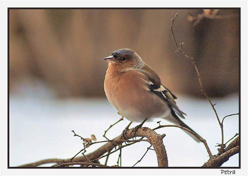 animali_fringuello03_usm.jpg