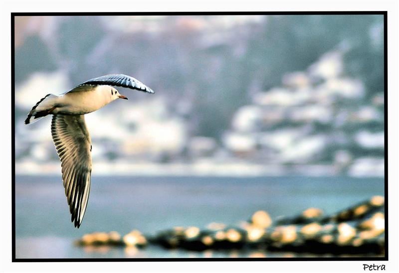 animali(gabbiani02)1 (Medium).jpg