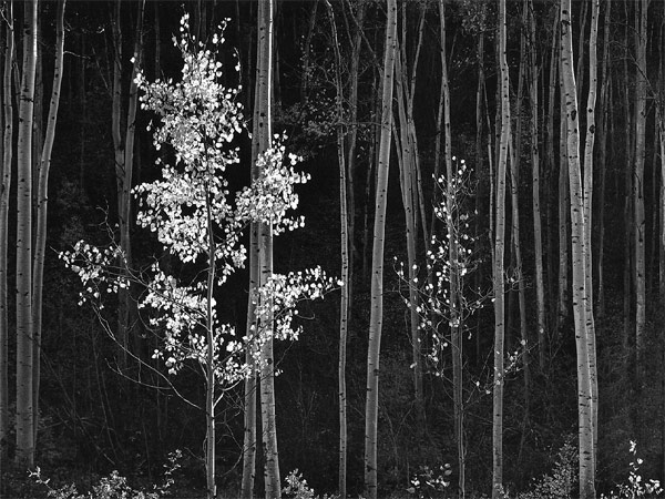 ANSEL-ADAMS-08.jpg