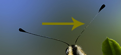 antenne-bianche.jpg