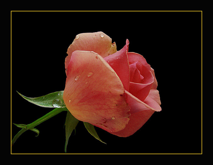 aP517324u.jpg