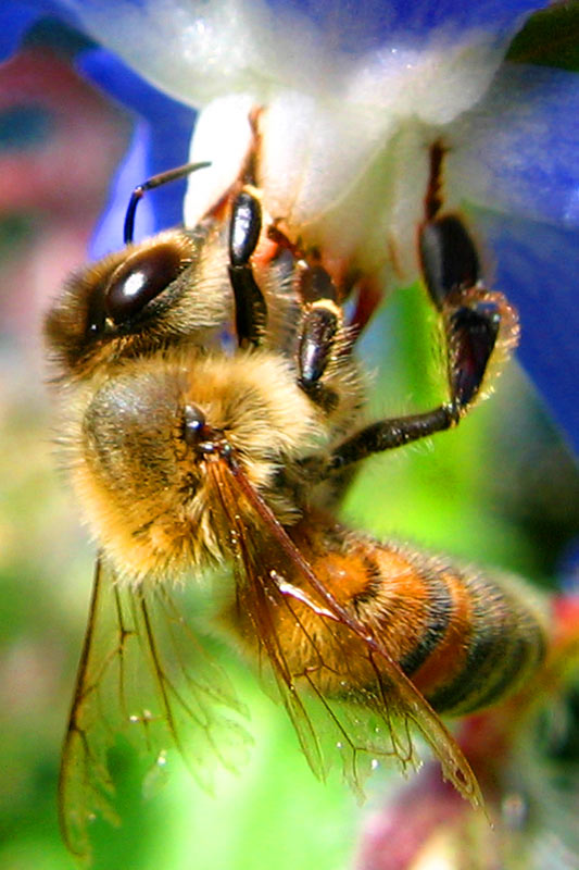 Ape-su-fiore-3.jpg