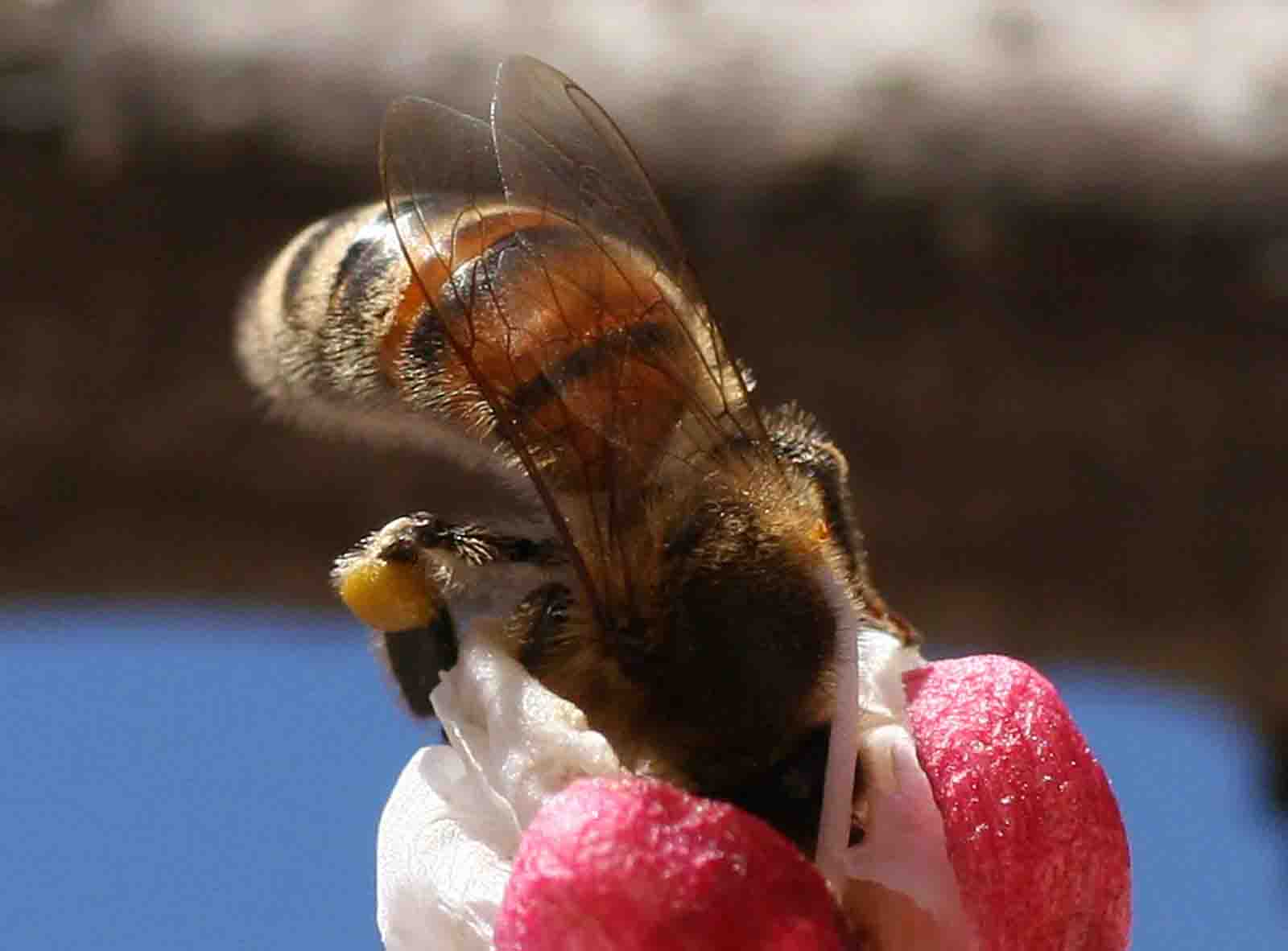 ape(copiaper web).jpg