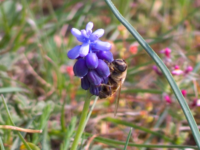 ape su fiore.jpg