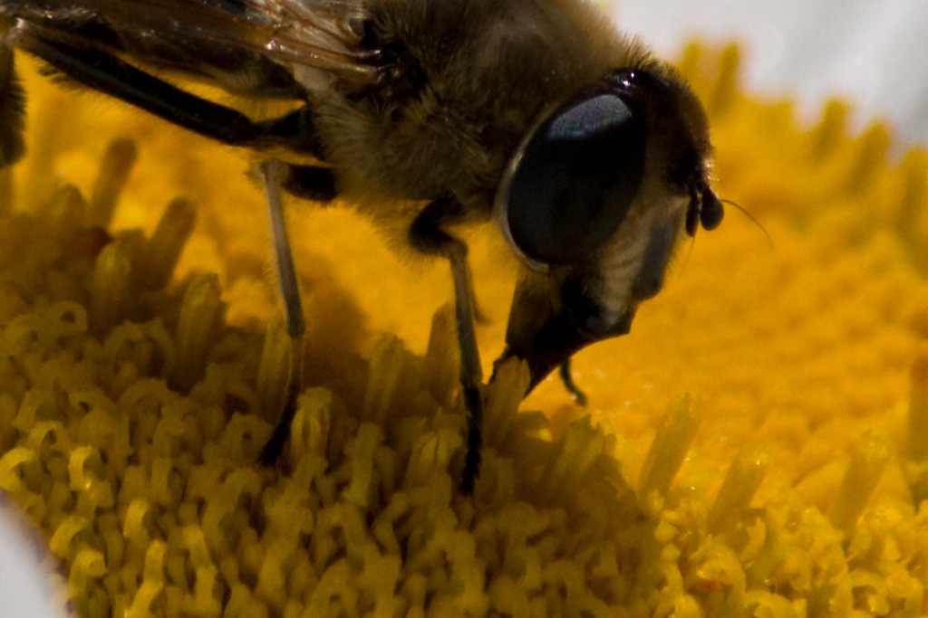 apetta_crop_raw_web.jpg