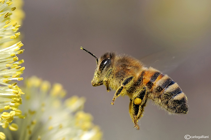 apis mellifera68r.jpg