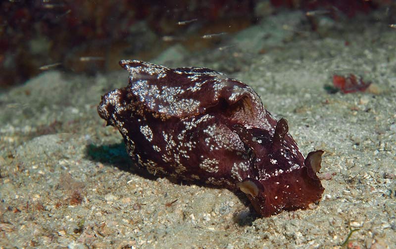 Aplysia-ritoccata.jpg