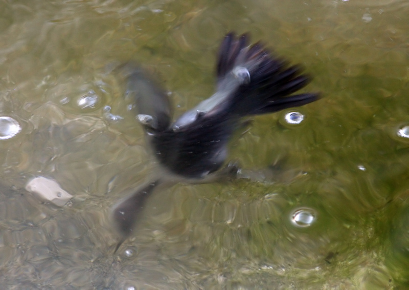 Apnea.jpg