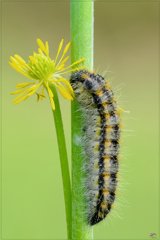 Aporia-crataegi_D7M2866_1104.jpg