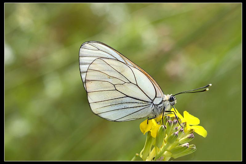 aporia7.jpg