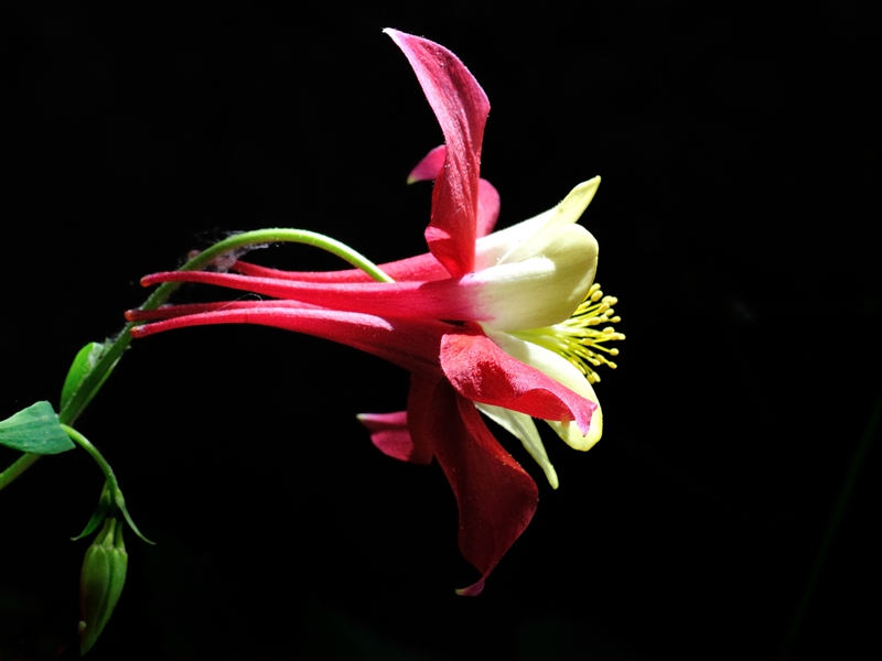 Aquilegia2a.jpg