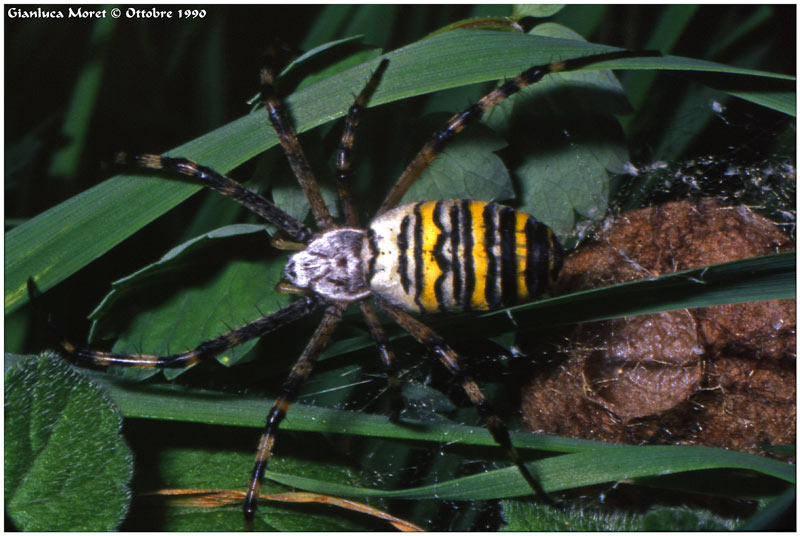 ARGIOPE-BRUENNICHI.jpg