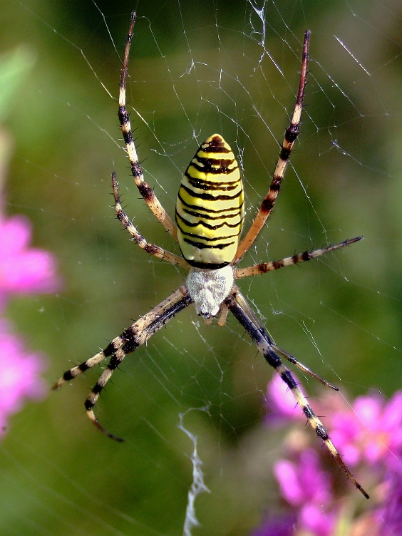 Argiope - DSCF1368 - OK.jpg