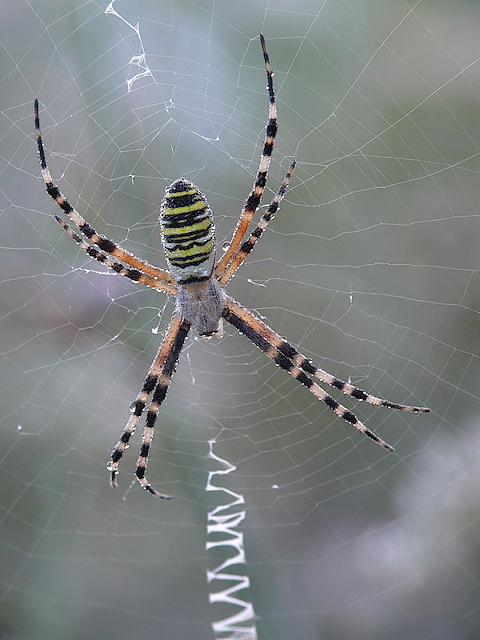 argiope.jpg
