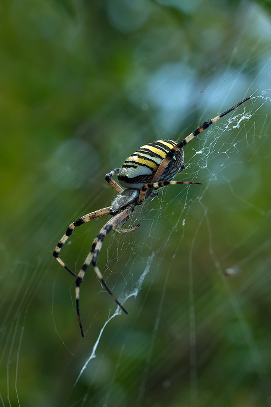 argiope di lato1.jpg