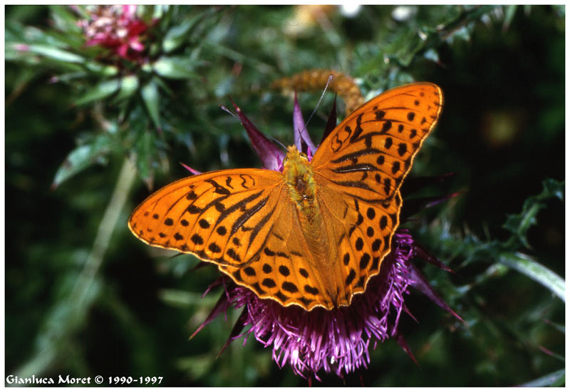 Argynnis.jpg