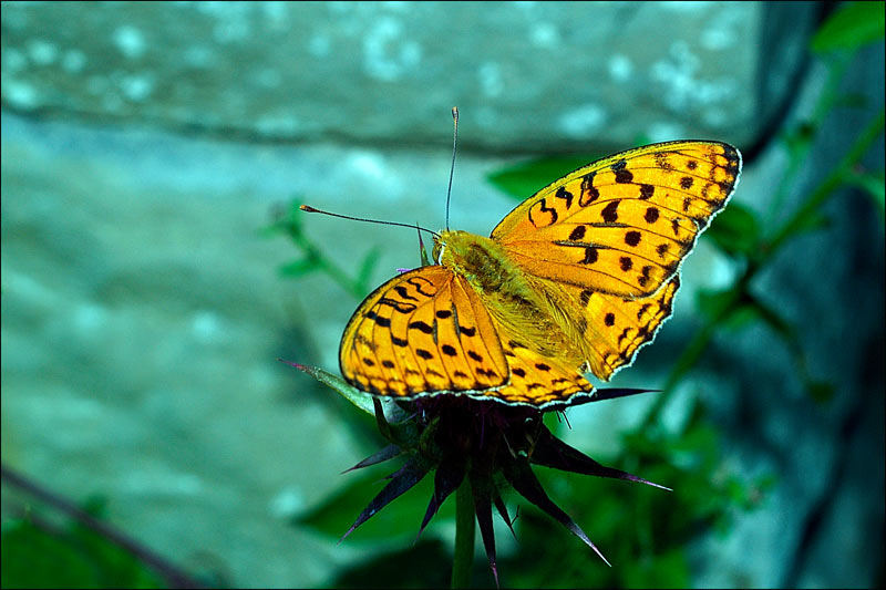 Argynnis aglaja_rid.jpg
