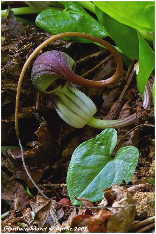 Arisarum-proboscideum.jpg