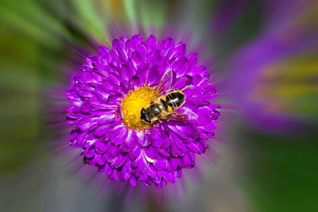 arsasylum_ape fiore_best_sfocatura radiale.jpg