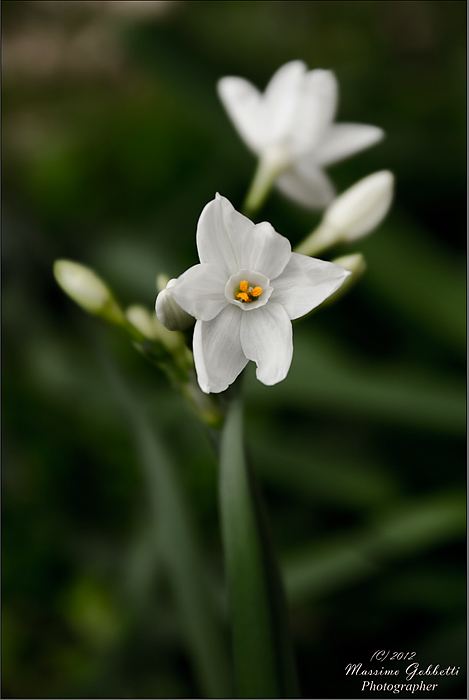 Aspettando-la-primavera_rielaborata.jpg