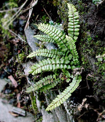 Asplenium-trichomanes.jpg