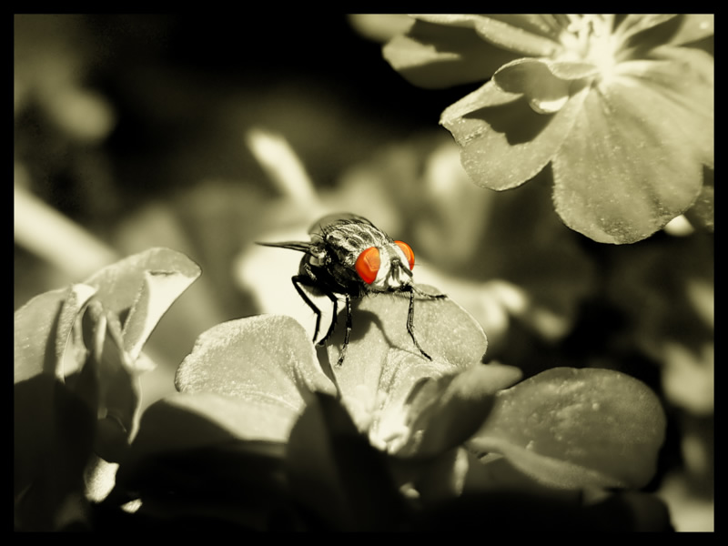 AtomicFly.jpg