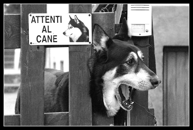 attenti-al-cane.jpg