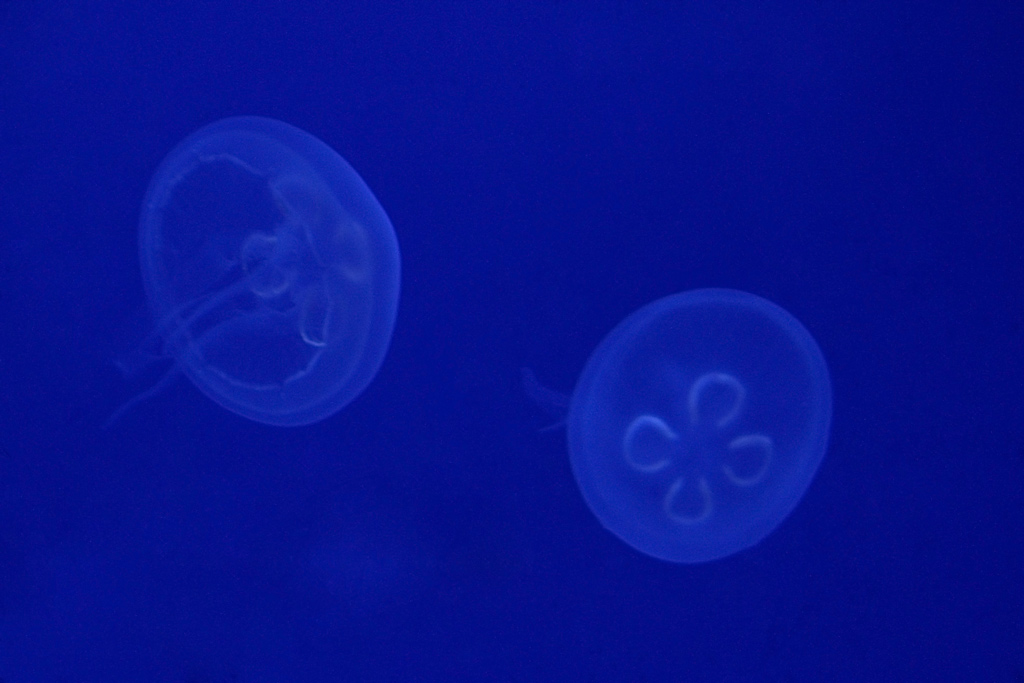 aurelia-aurita.jpg