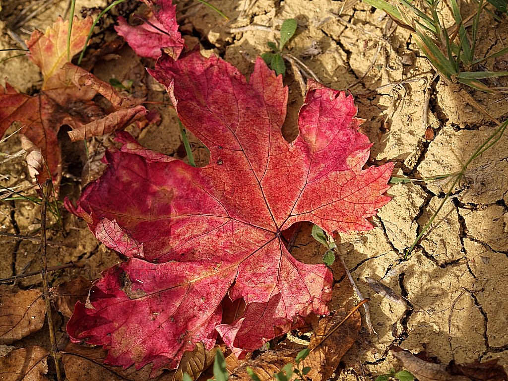 Autumn17.jpg