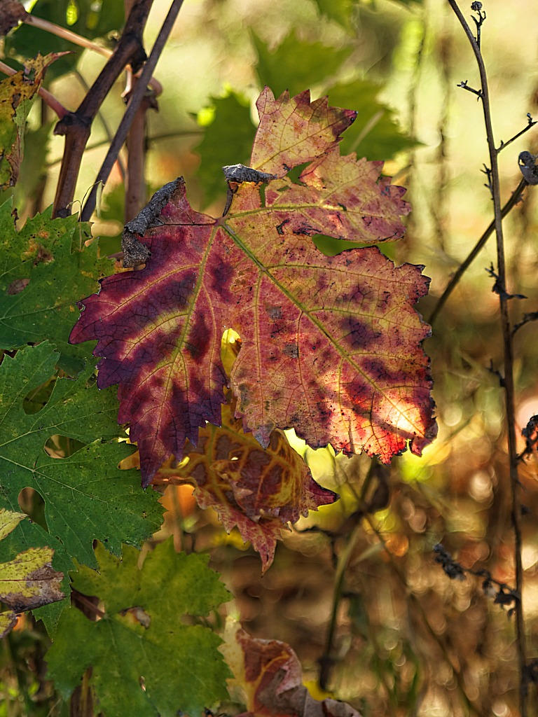 Autumn18.jpg