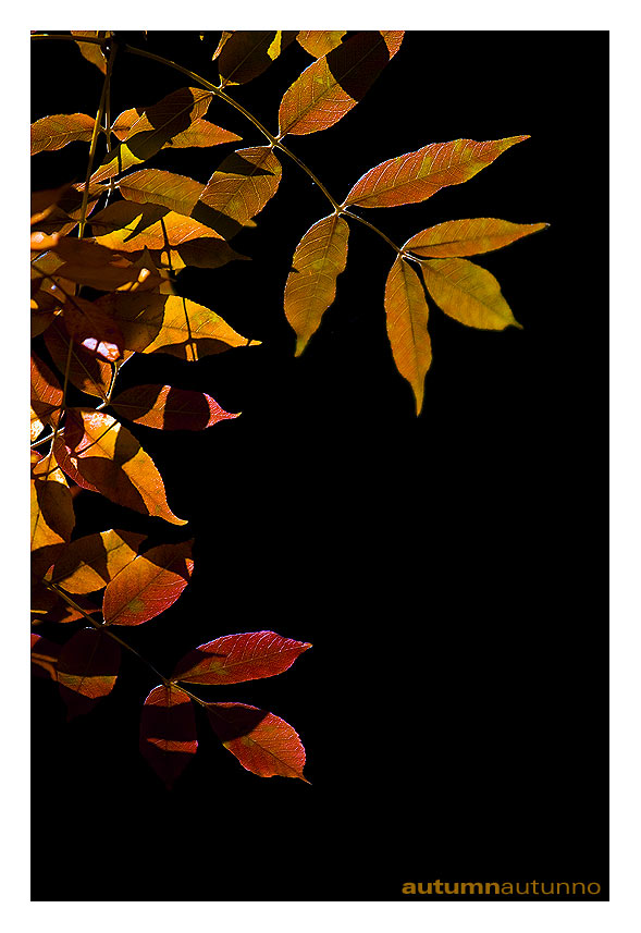 autumn.jpg