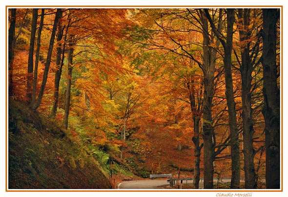 autumn.jpg