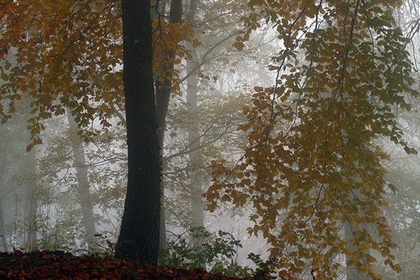 autumn_.jpg