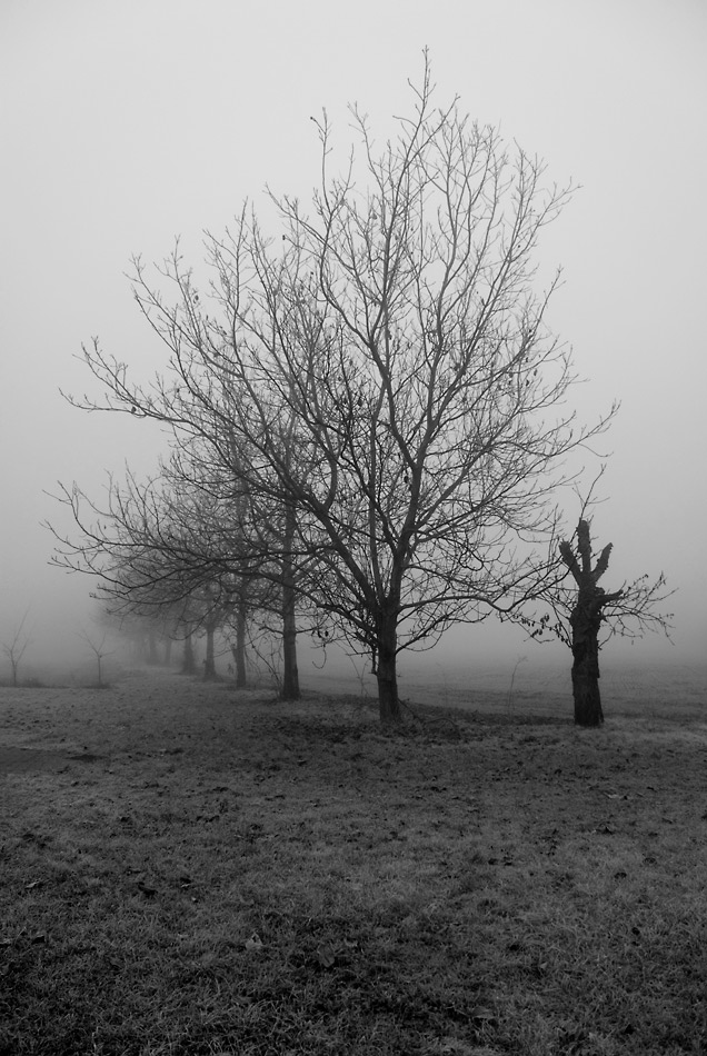 autunno-B&W.jpg