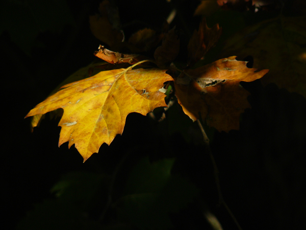 autunno-base.jpg