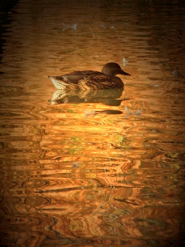 autunno10.jpg