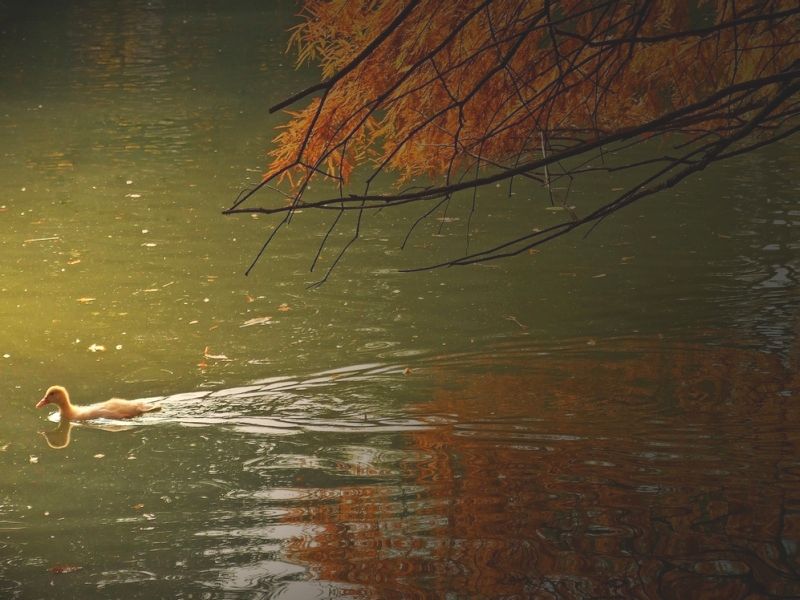 autunno13.jpg