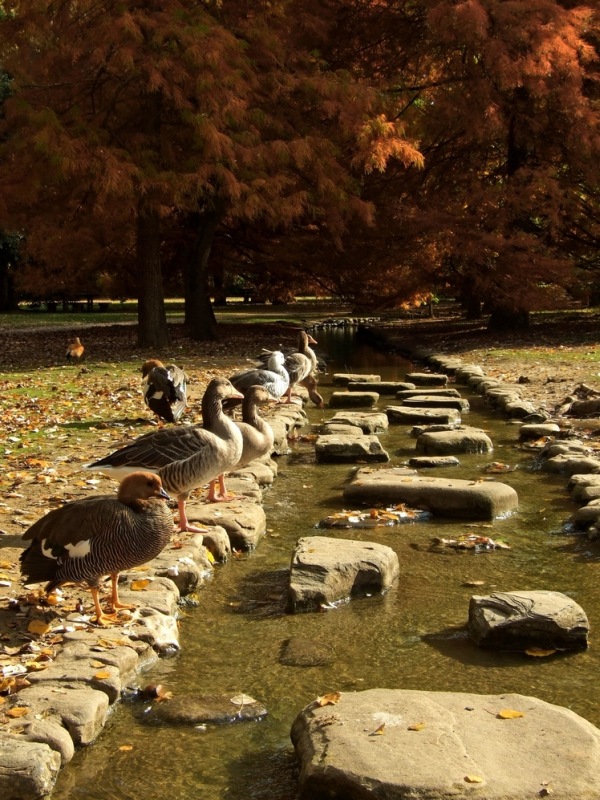 autunno19.jpg